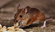 24 Hour & Emergency Exterminators in Hollister, NC